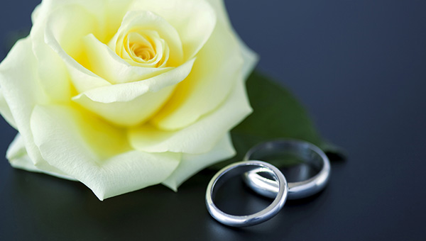 Two wedding rings sat next to a cream rose Two wedding rings sat next to a cream rose