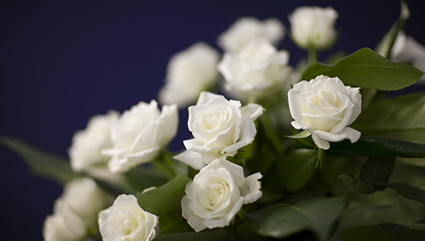white roses white roses