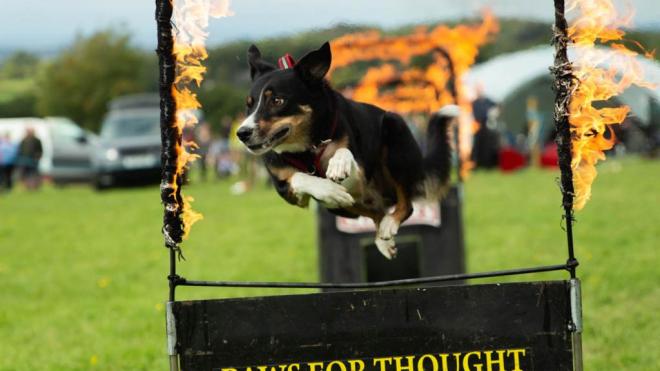 Paws for Thought at The Countryside Show