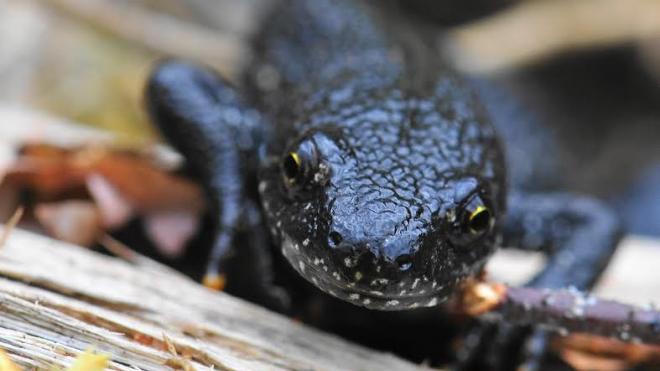 Great Creasted Newt newt on a log