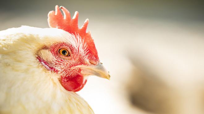 Avian influenza