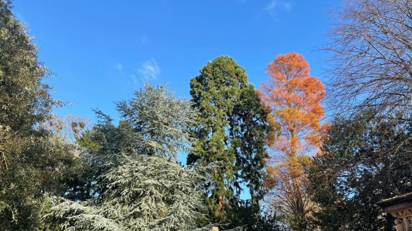Group of trees