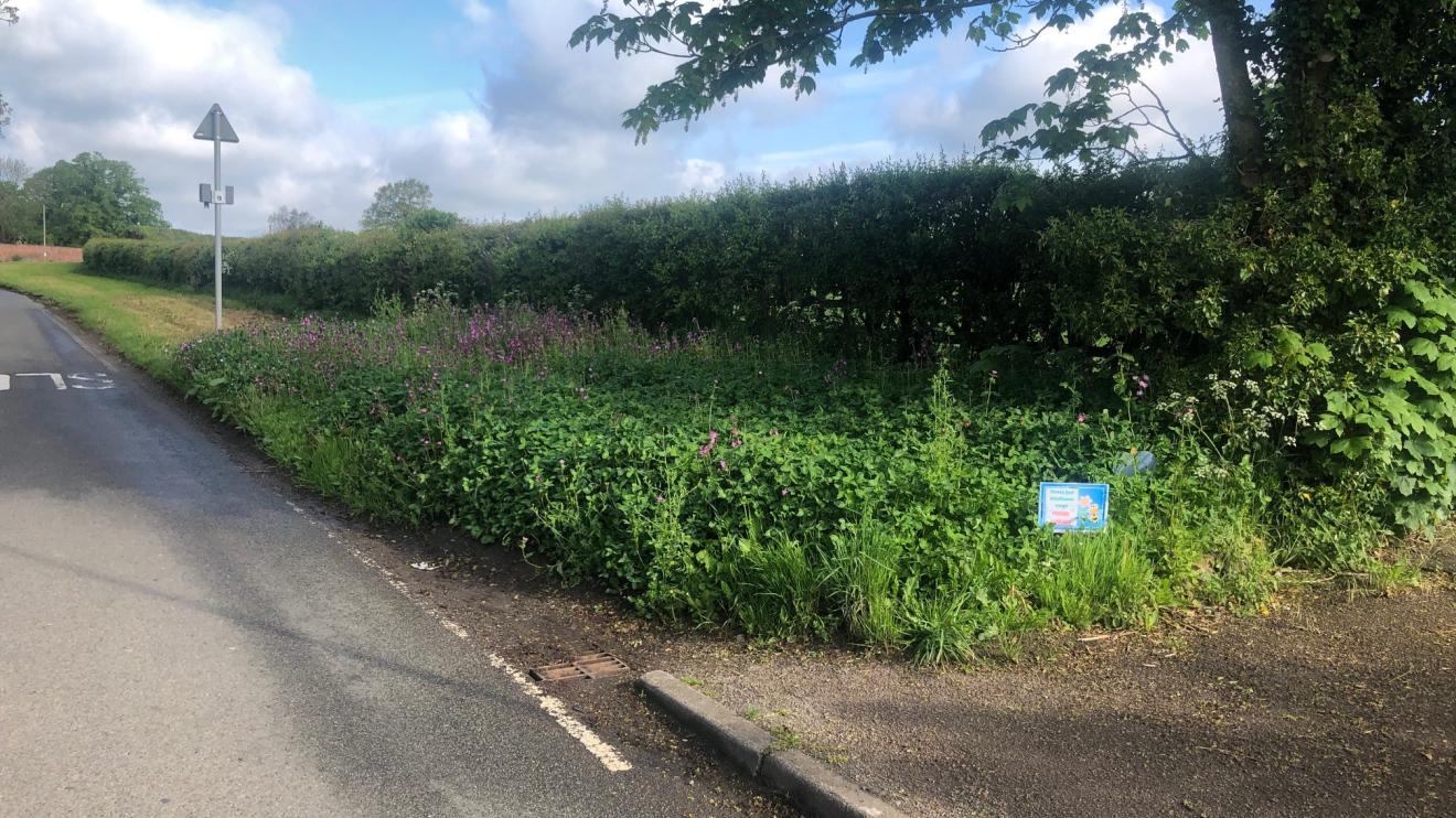 Urban wildlife verge in Thurlaston