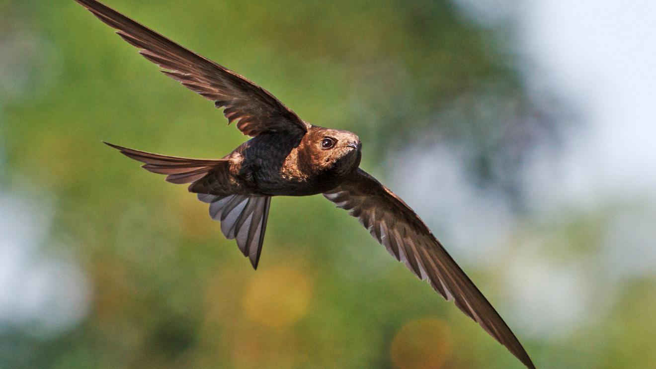 A swift in flight