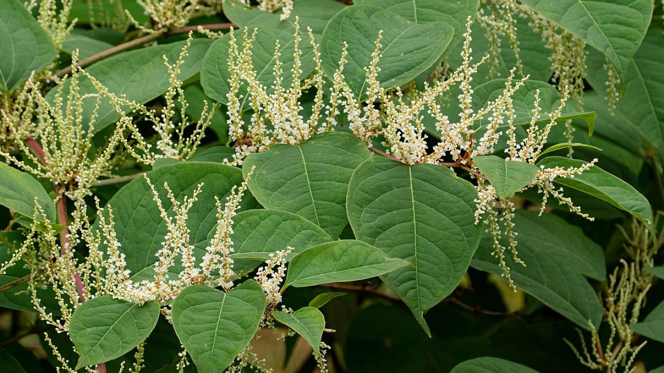 Japanese knotweed