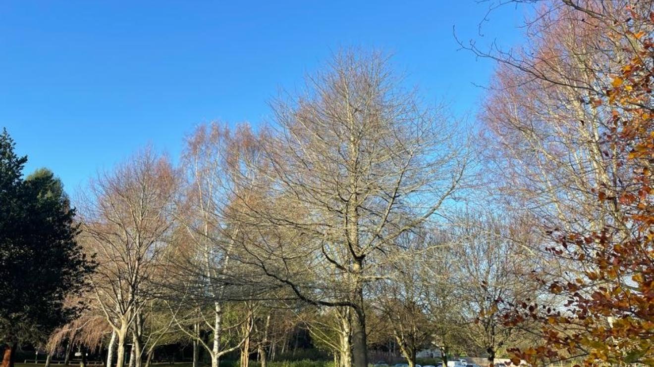 A group of trees