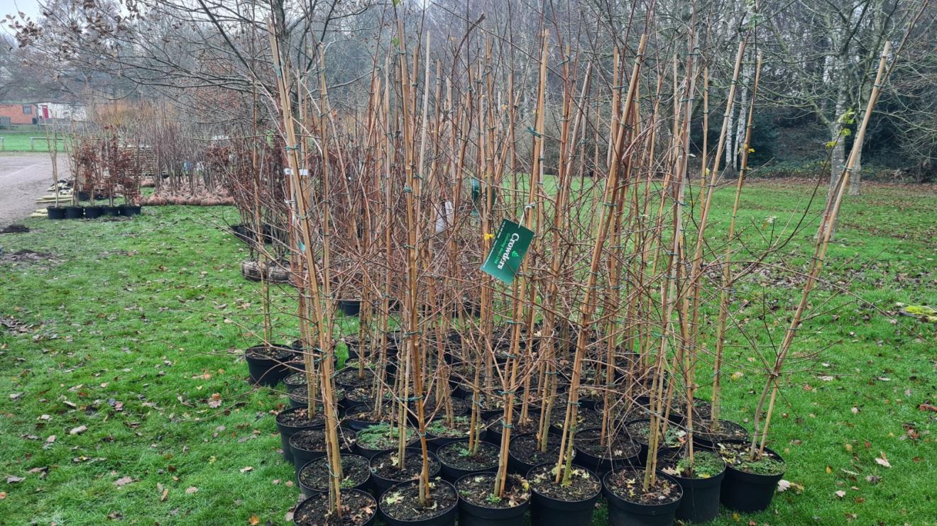 Row of trees in pots