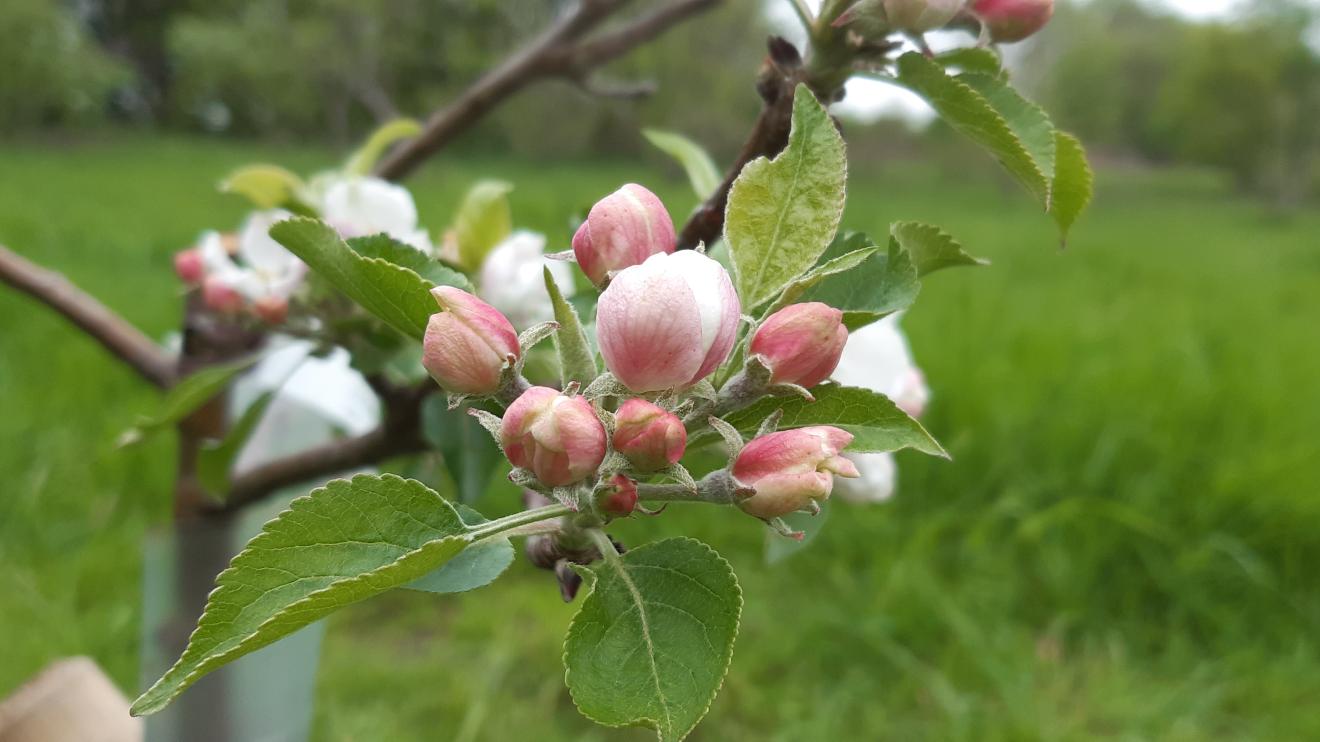 Blossom on a fruit tree