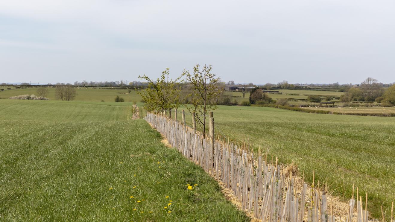 Young trees planted in a field