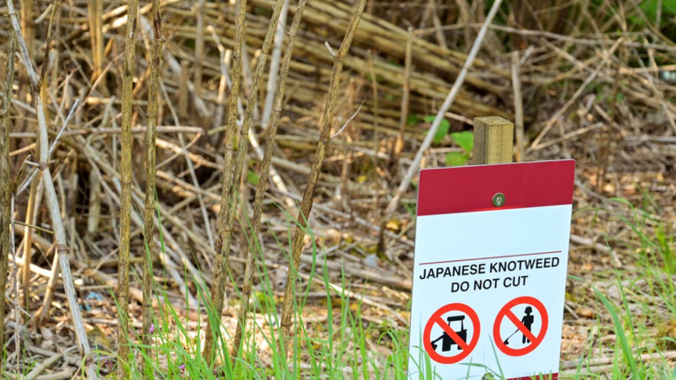 Knotweed warning Knotweed warning