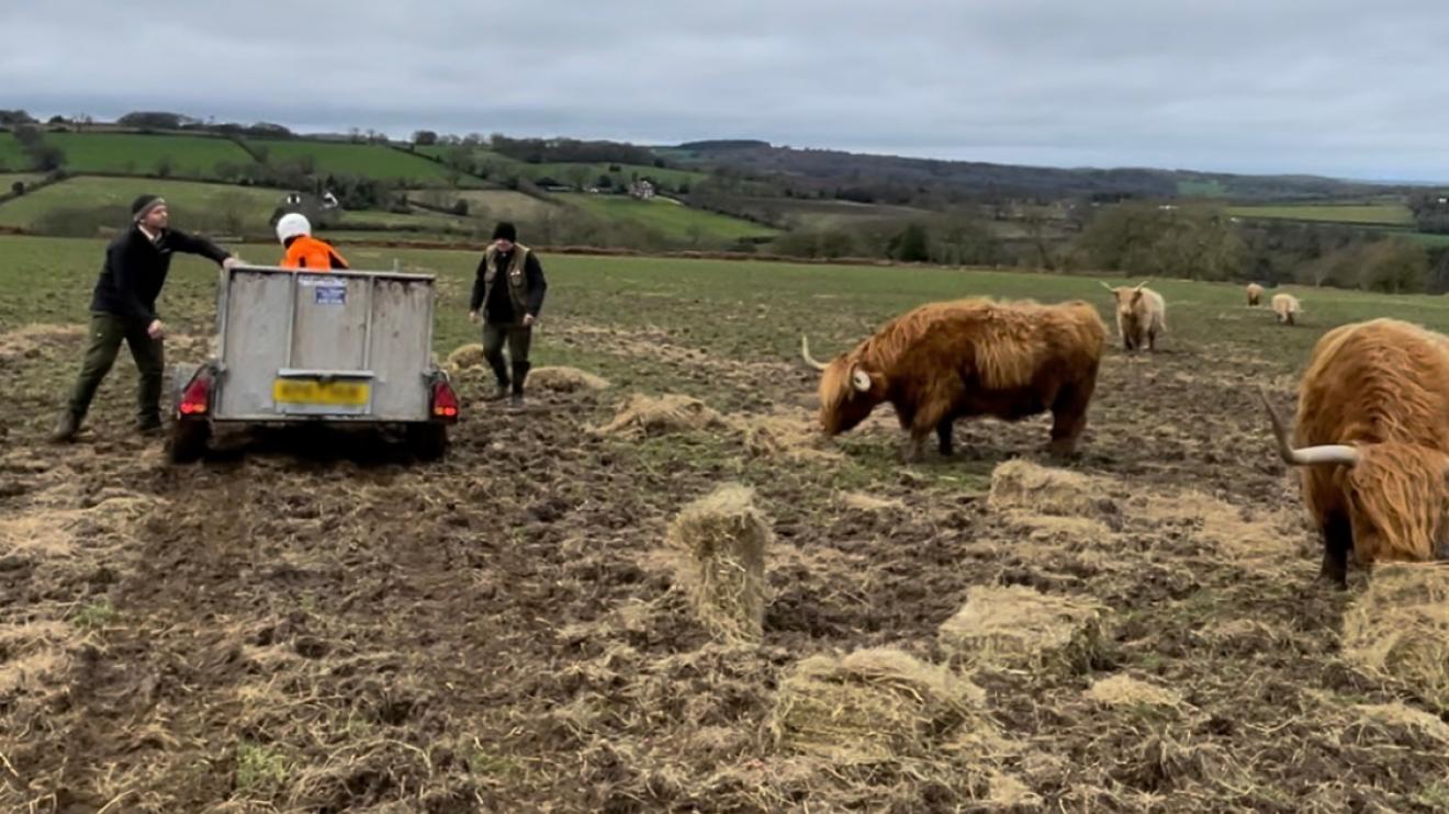 Country park rangers feeding the cows