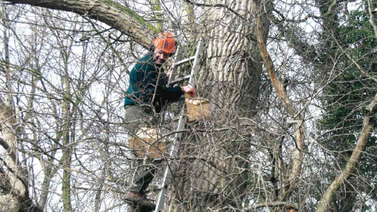 Dale up a tree putting bird boxes u