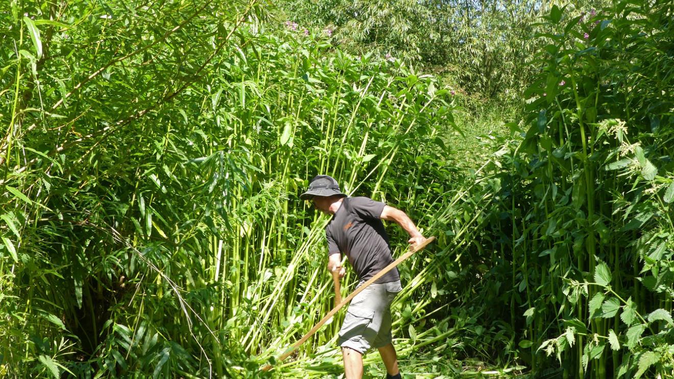 Phil cutting back himalayan balsam 