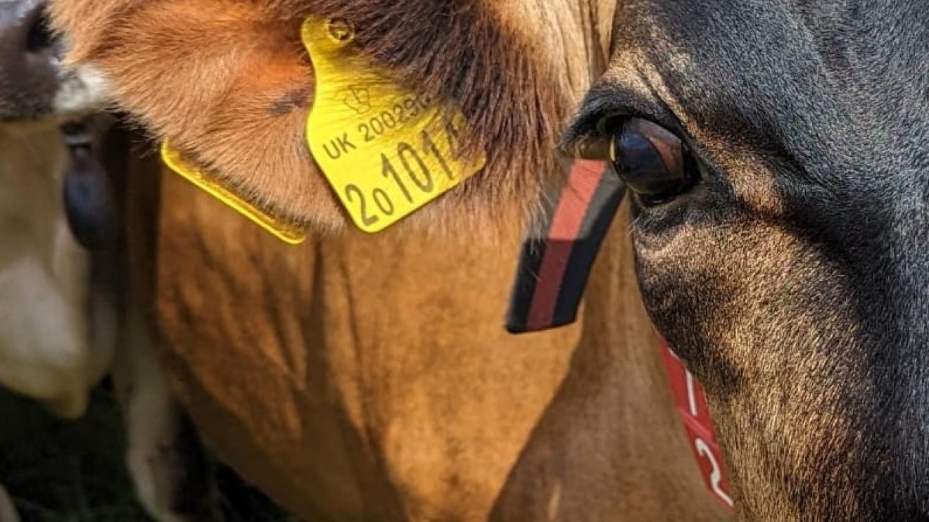 Cow with ear tag