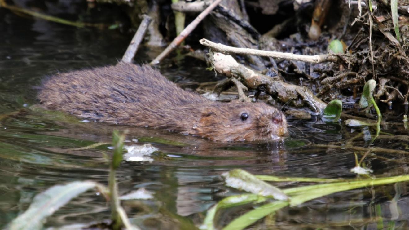 Water vole - credit D West Naturespot