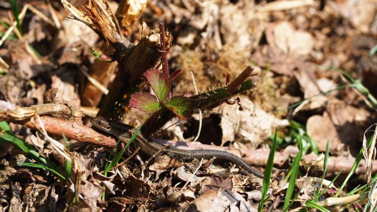 The measures will help wildlife such as Common Lizards 
