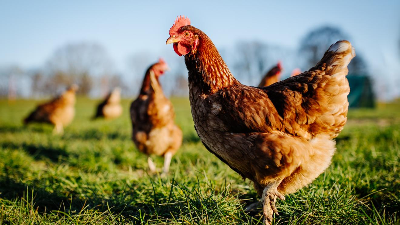 several chickens in grass field