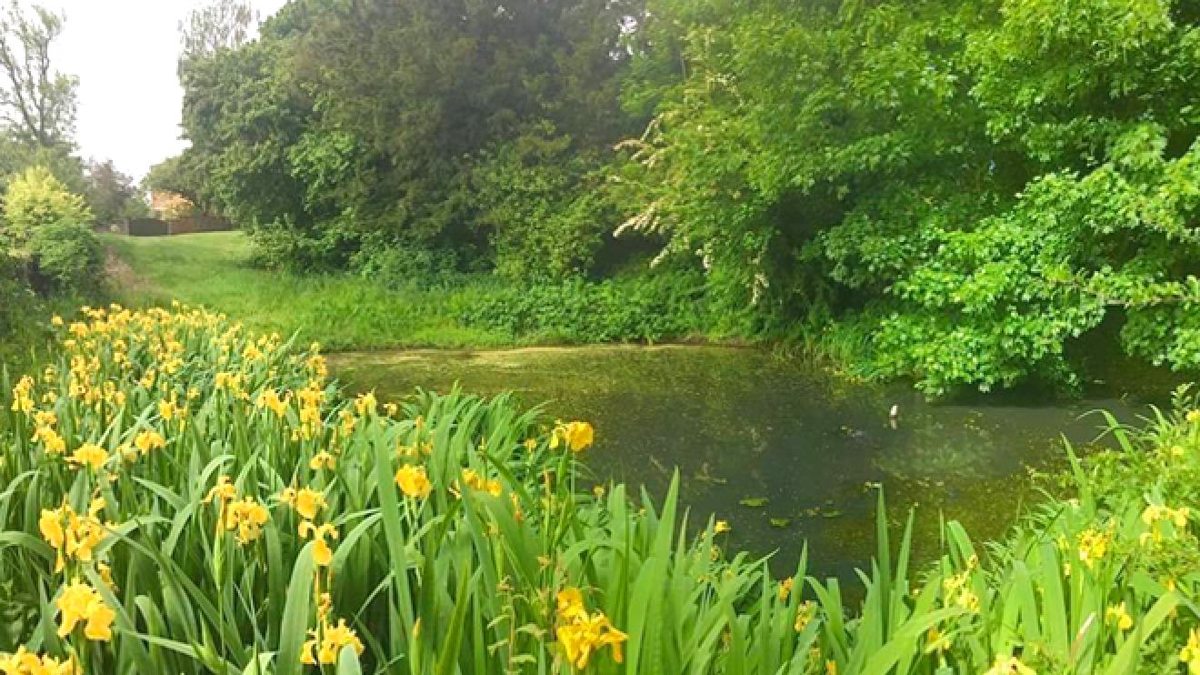 Somerby Horse Pond area in bloom