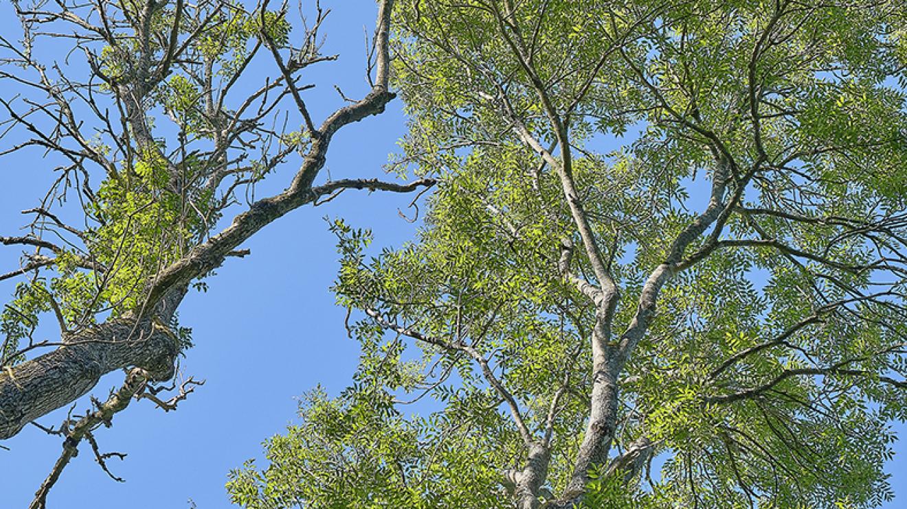 Ash dieback is affecting trees across the country Ash dieback is affecting trees across the country