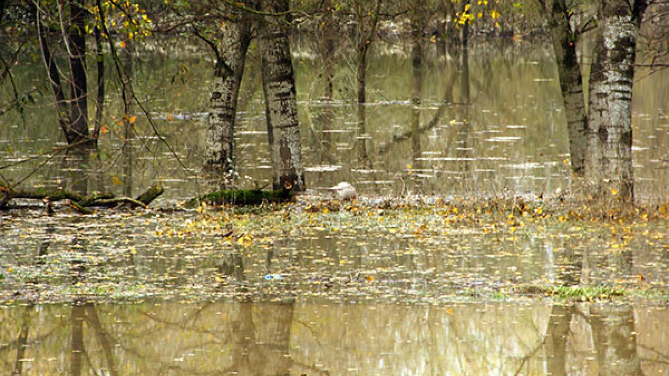 Woodland flooded by water