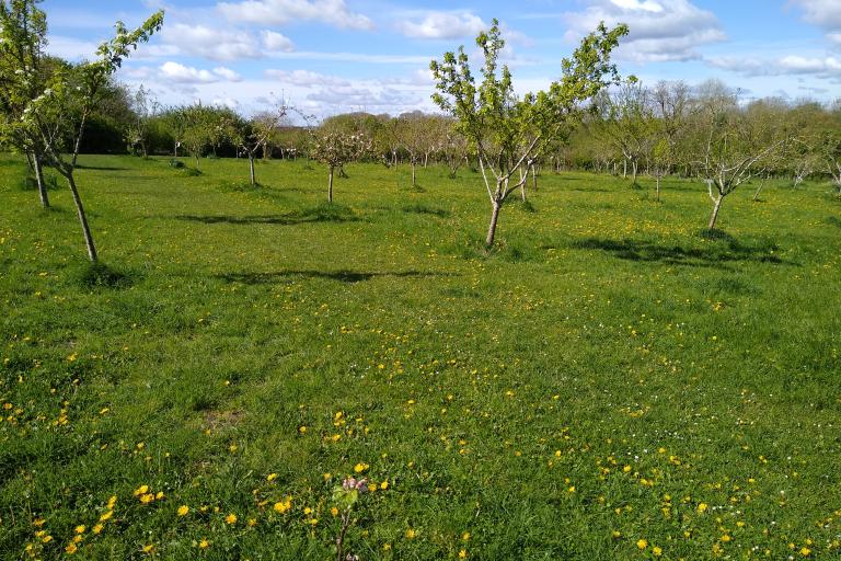 Orchard trees in a meadow