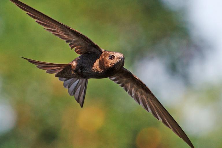 A swift in flight