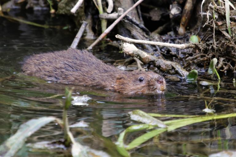 Water vole - credit D West Naturespot