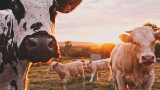 Cows in a field against the setting sun 