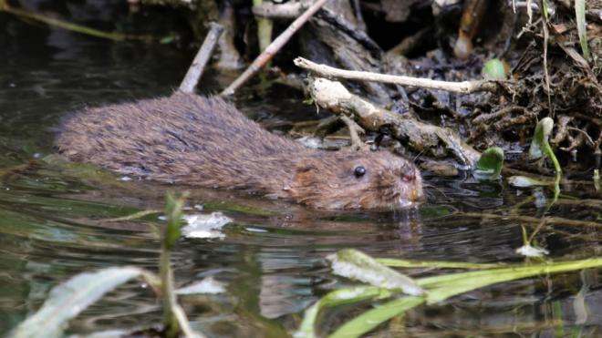 Water vole - credit D West Naturespot