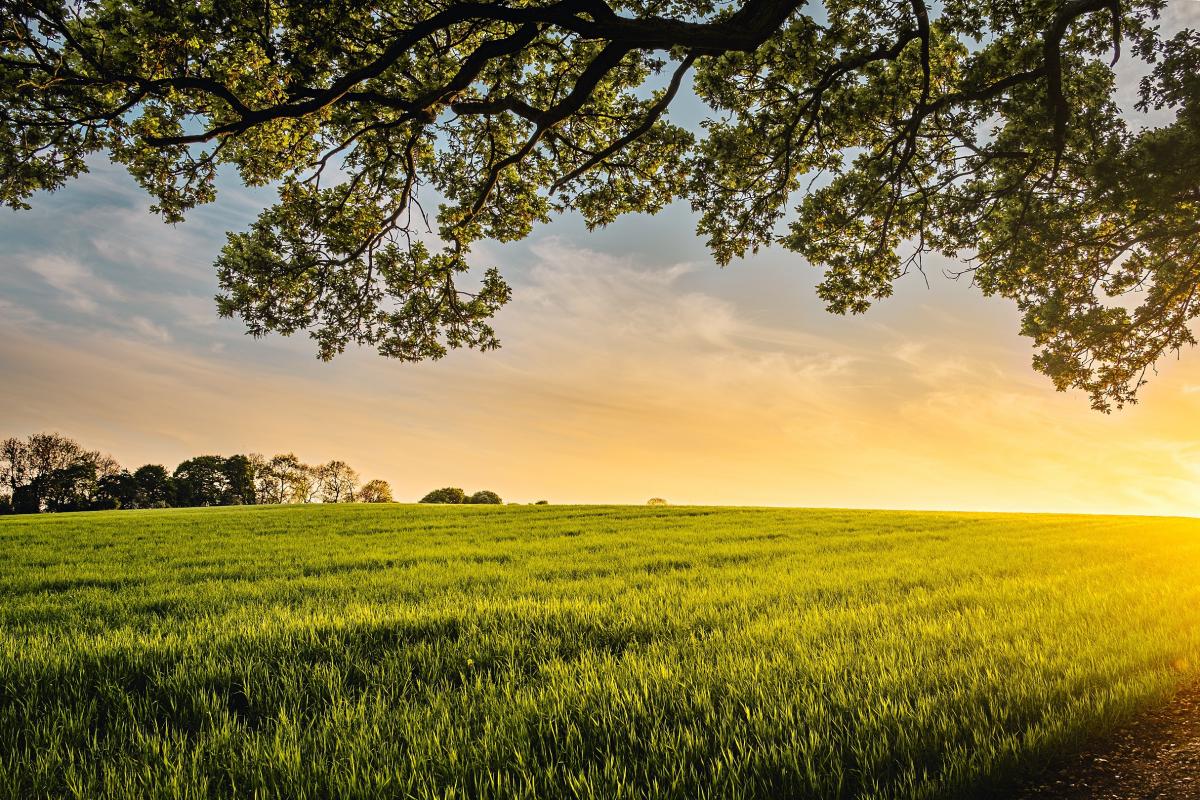 Field at sunset