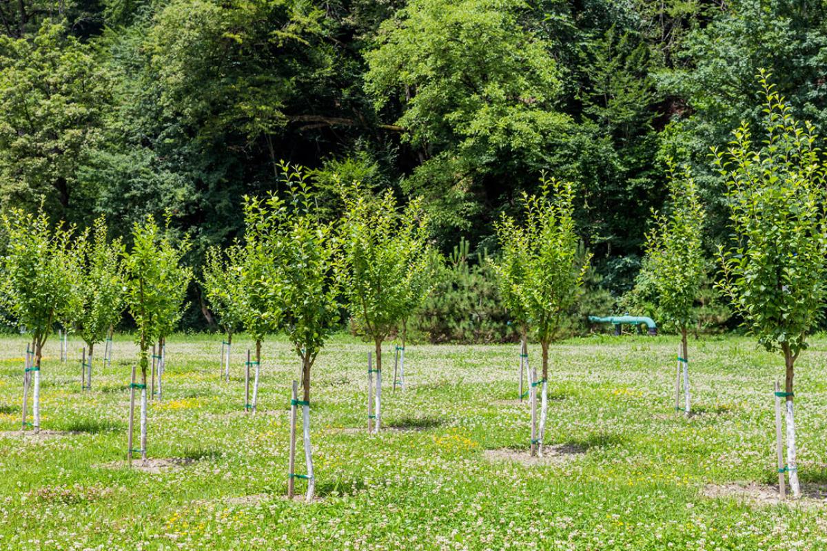 Rows of saplings