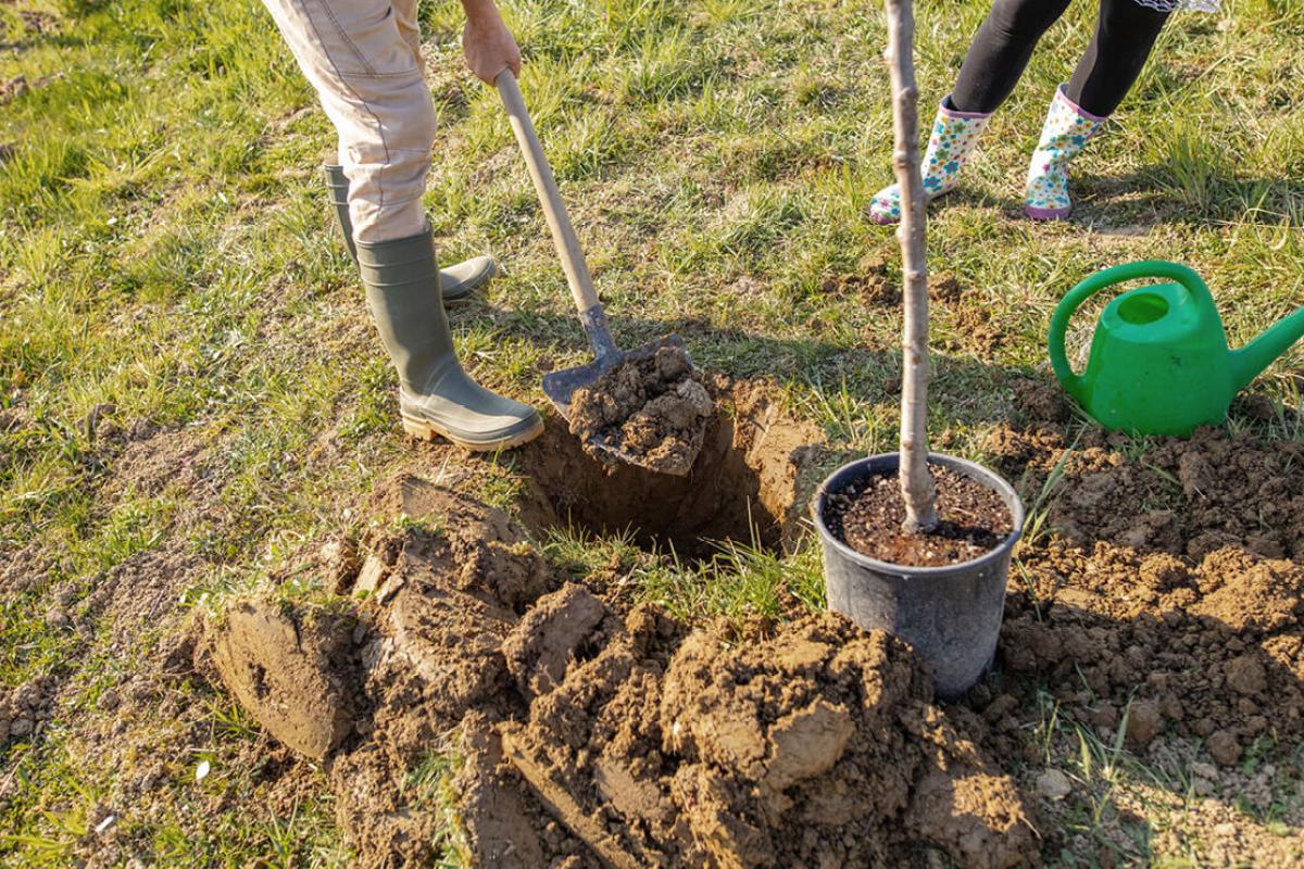 Planting a sapling