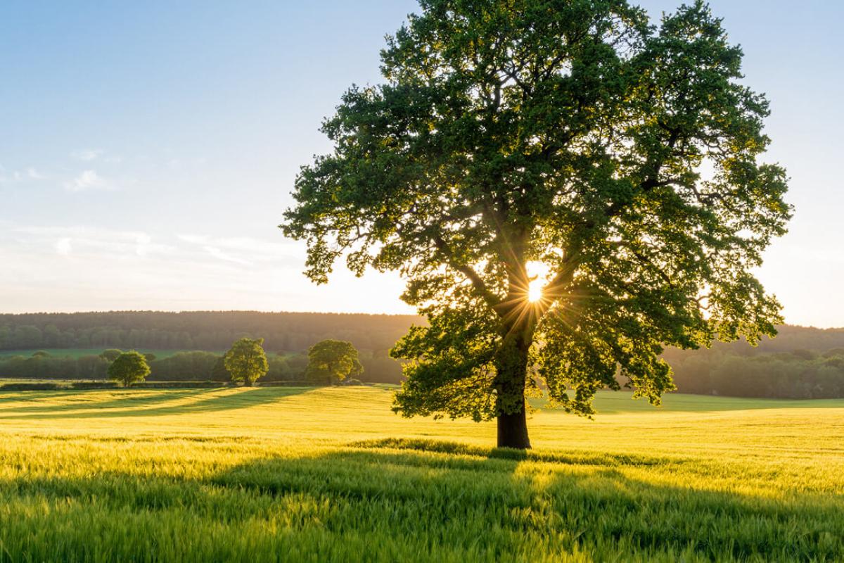 Tree in an open field