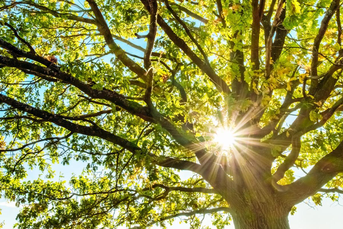 Sunlight through tree