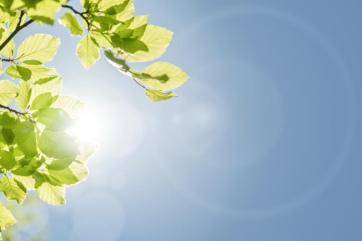 Sun shining through a branch