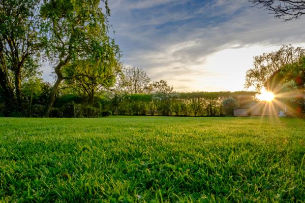 Trees and a field