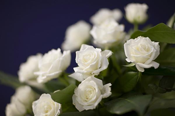 white roses