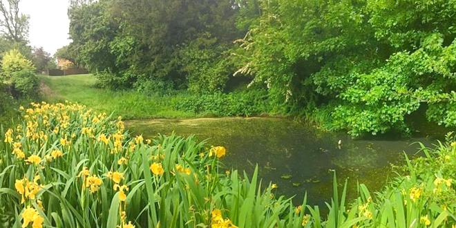 Somerby Horse Pond area in bloom